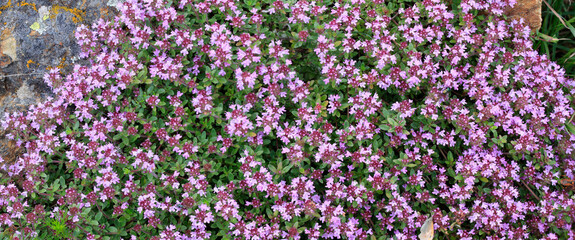 Fototapeta premium Scharlachroter Feldthymian mit vielen Blüten, Panorama