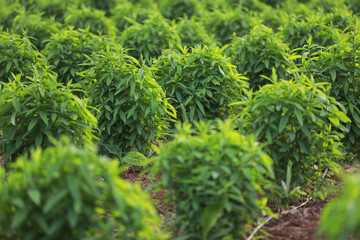 Green plant in row at agriculture field