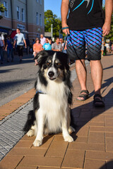 Portrait of border collie on walkway in city center of island rugen in germany