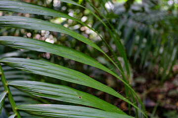 Fototapeta premium palm leaves