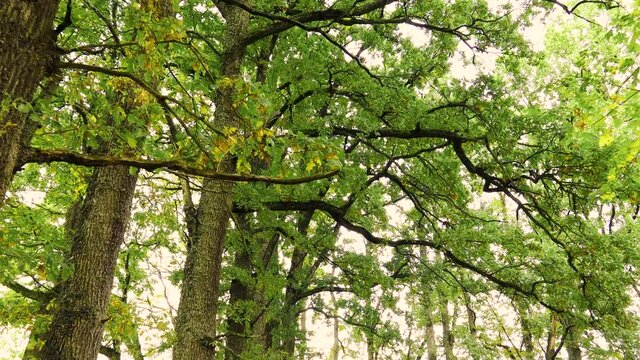 Walking along old oak trees alley and looking up  at the big strong branches with  green leaves.