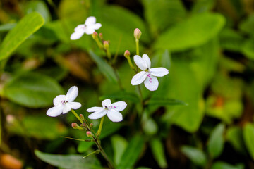 white flowers