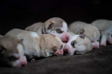 Siberian Husky Puppy
