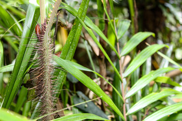 spiny palm