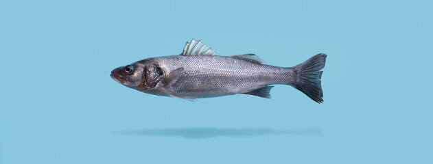 sea bass fish levitating over blue background, panoramic image