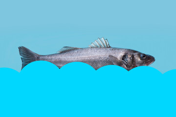 sea bass fish over blue background, mock-up with space for text