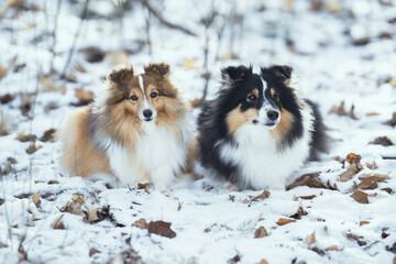 Shetland Sheepdog