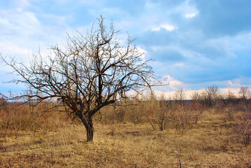 Withered tree without leaves on the lawn with dry grass, bright blue sky and clouds, beautiful day in Ukraine