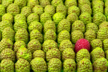 ecological sustainable environnement, new ecological ideas, agribusiness