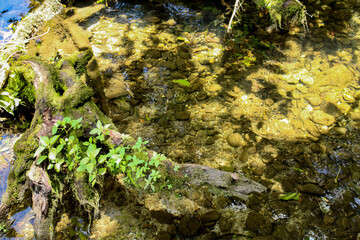 moss covered log in water