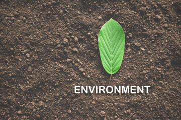 Natural leaves are laid on loam soil and include text about the environment, pictures for the...