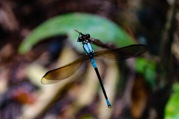 dragonfly on a branch