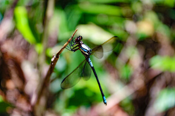dragonfly on a branch