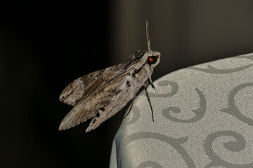 The beautiful giant silk moth butterfly