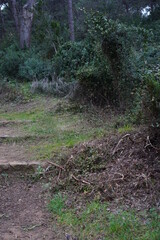 Camino de tierra en un bosque maritimo