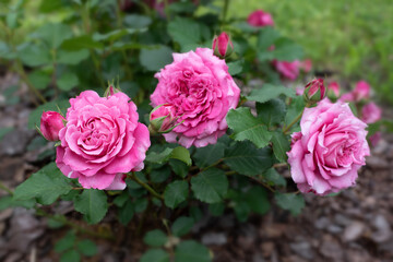 Pink rose in garden on green background. Agnes Schilliger rose