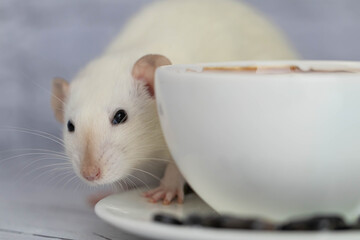 A cute and funny little white decorative rat sits next to a coffee cup. Morning breakfast.