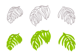 Different types of palm leaves. Contour vector illustration.