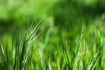 green grass background,
spring background 