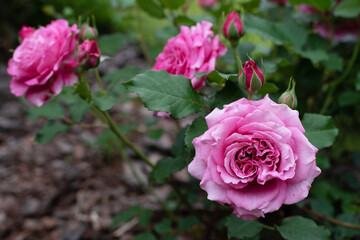 Pink rose in garden on green background. Agnes Schilliger rose