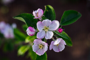 blooming apple tree in spring ,
pink and white flowers