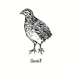 Quail standing side view. Ink black and white doodle drawing in woodcut outline style. Vector illustration