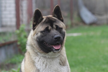 Akita Akim posing in nature