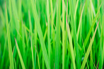 green grass background, green grass close up