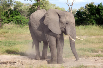 Fototapeta na wymiar Elephant raising dust at a salt lick, Okavango Delta, Botswana 