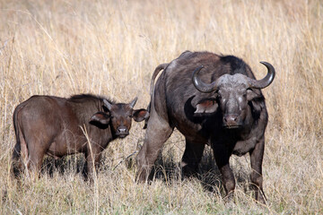 Female buffalo and calf, South Africa
