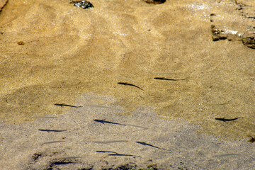 Transparent fish and their shadows seen in tide pool near Broulee Beach, NSW, Australia