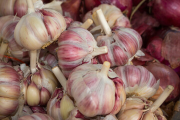 Garlic bulbs sold at the fair and supermarkets. Spice Widely used in the kitchen in the preparation of dishes of all kinds. Garlic also has medicinal properties to fight infections and cholesterol.