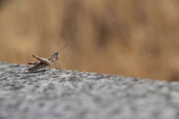 grasshopper on the ground