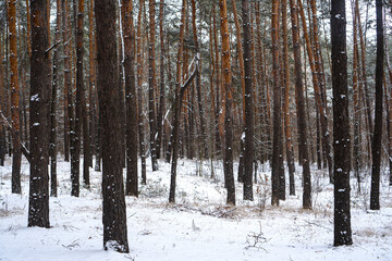 Winter pine tree forest in snow. Forest landsacape background.