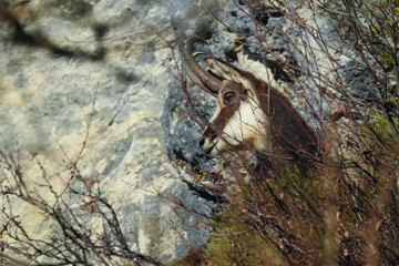 camoscio alpino (Rupicapra rupicapra) ,primo piano testa tra le rocce