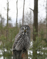 An adult gray forest barn owl sits on a high tree stump