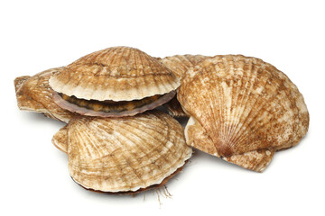 Raw scallops