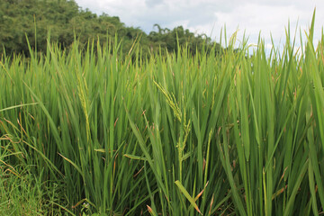 Green rice plants in paddy fields