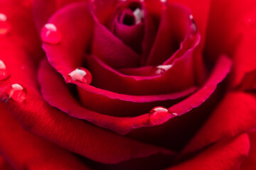 Rose close-up with water drops on the petals. Macro photography Beautiful flower for background. Nature concept.