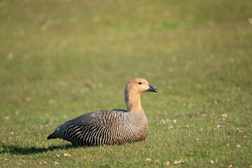 The Upland Goose or Magellan Goose (Chloephaga picta)
