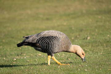 The Upland Goose or Magellan Goose (Chloephaga picta)