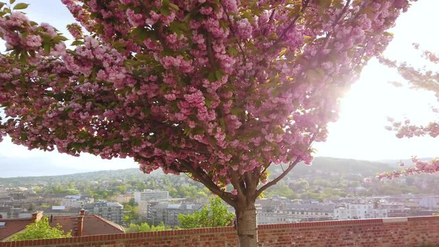 Cherry branch with flowers in spring bloom at Toth Arpad Lane, Budapest - Hungary
