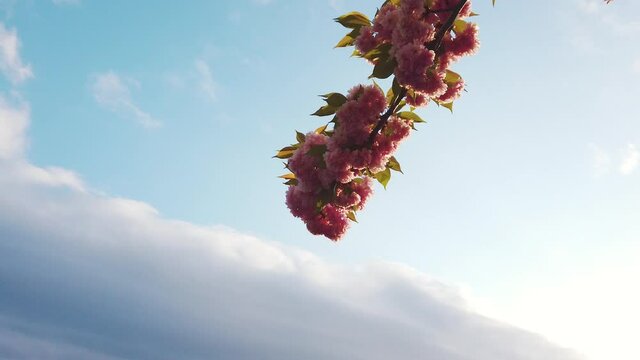 Cherry branch with flowers in spring bloom a tToth Arpad Lane, Budapest - Hungary