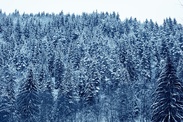 Coniferous forest in winter season.High quality photo.