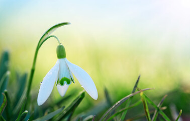 Fototapeta na wymiar Snowdrop on bokeh background in sunny spring garden under sunbeams.