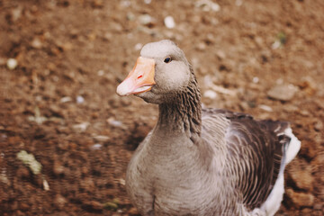 in the farm. gray goose in the countryside