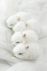 Many small white bunny