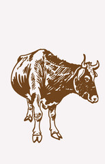 Vintage illustration of cow,farm element for design,logo and printing