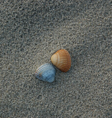 zwei Muscheln
