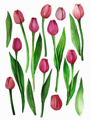 Beautiful hand-painted isolated dark pink tulips on white background